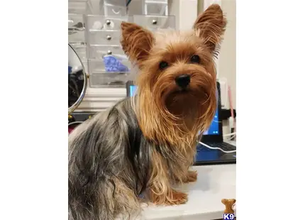 Andy available Yorkshire Terrier puppy located in Modesto